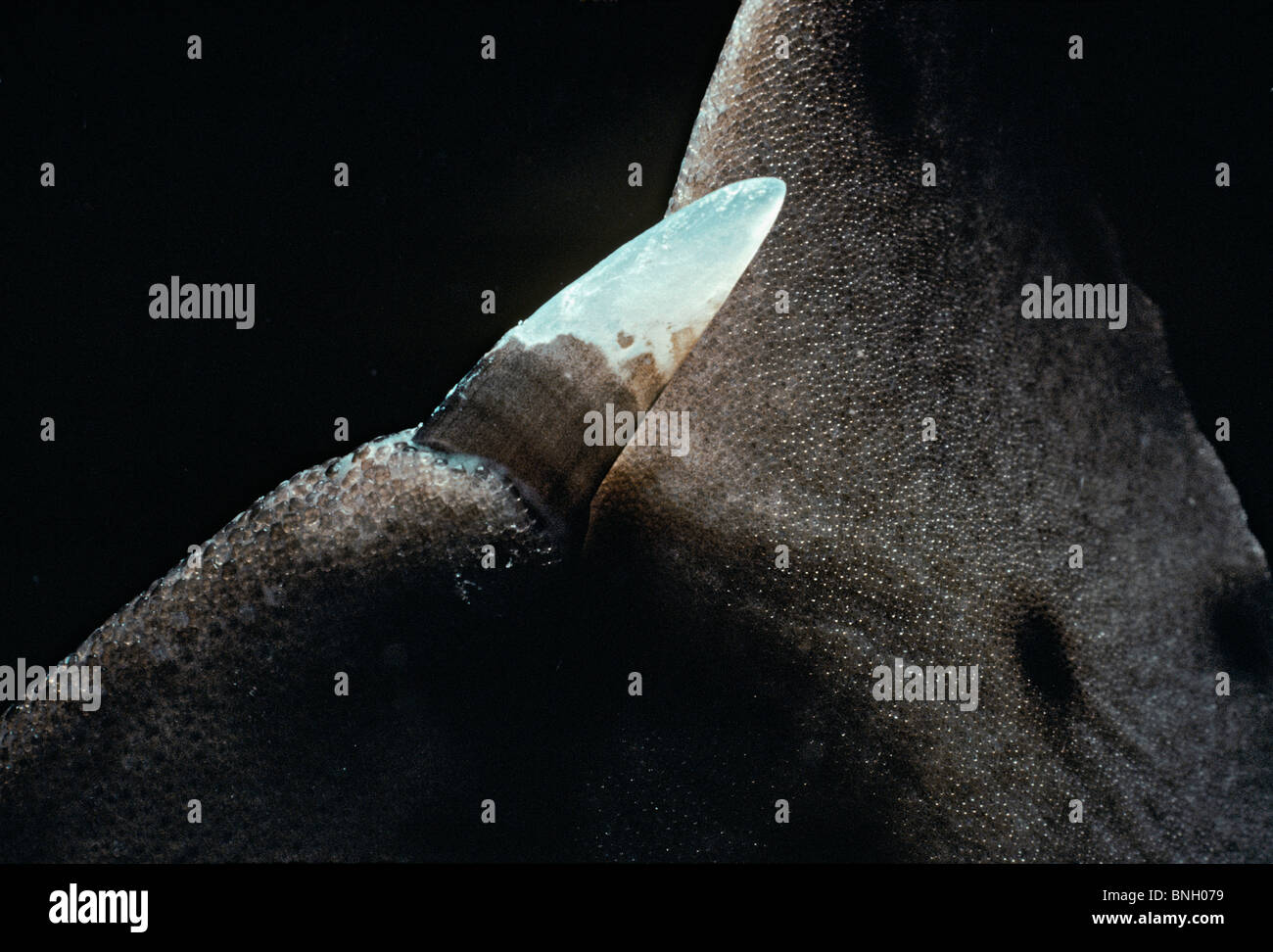 Pinna dorsale con tromba colonna - California Hornshark (Heterodontus francisci), Isole del Canale, California (USA) - Oceano Pacifico. Foto Stock
