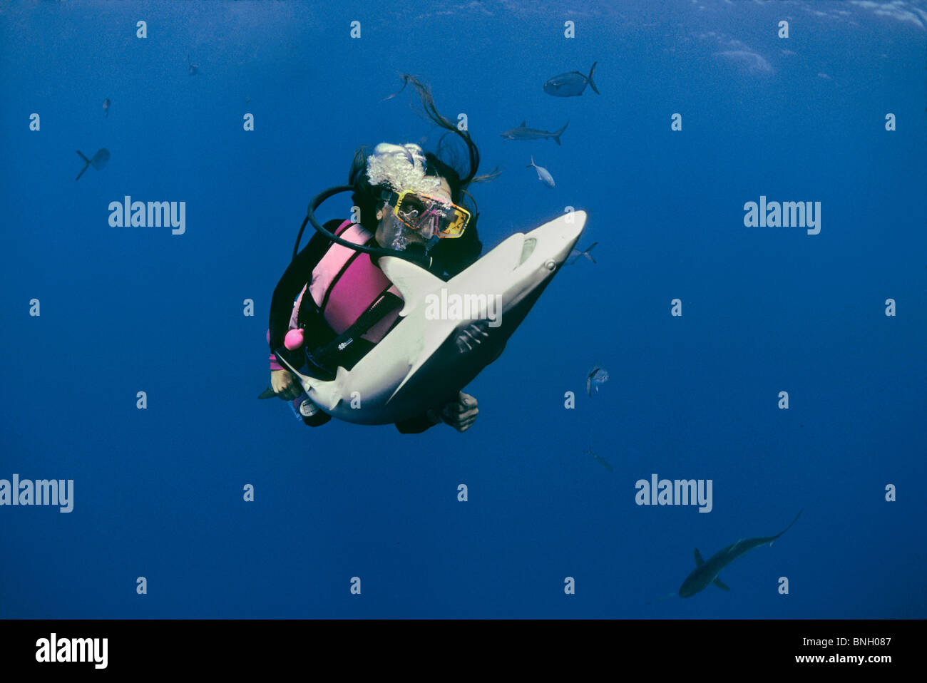 Sommozzatore mantiene lo squalo seta (Carcharhinus falciformis) in immobilità tonica, Bahamas - Mar dei Caraibi. Foto Stock