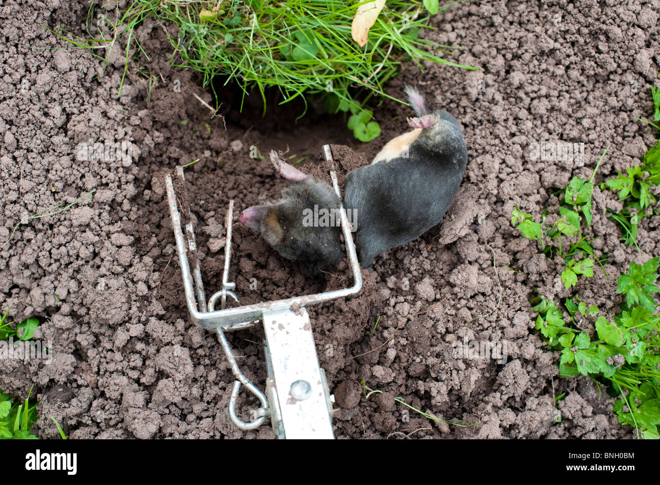Mole morto in trappola Foto Stock