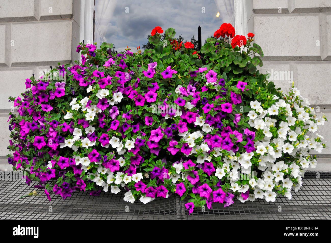 Chiusura del display a colori dei fiori nelle petunie in fiore nella casella della finestra di ufficio edificio accanto alla trafficata strada di Londra Inghilterra REGNO UNITO Foto Stock