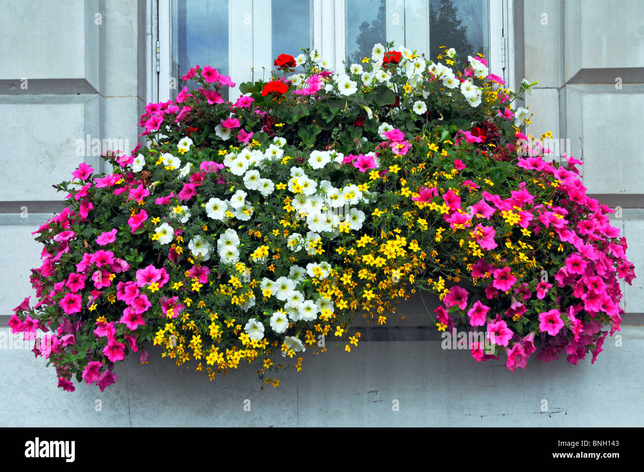 Chiusura del display a colori dei fiori nelle petunie in fiore nella casella della finestra di ufficio edificio accanto alla trafficata strada di Londra Inghilterra REGNO UNITO Foto Stock