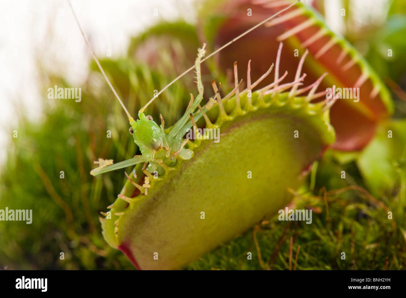 Venus flytrap DIONAEA Muscipula USA Carolina verde rosso catturato una cavalletta verde erba tramoggia Foto Stock