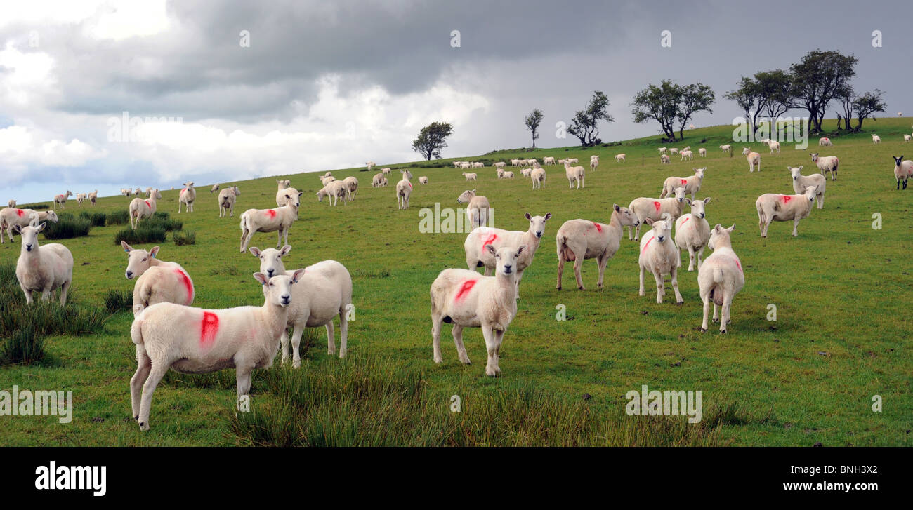 Pecore contrassegnati con gli agricoltori rosso segno di identità su una collina britannico,UK Foto Stock