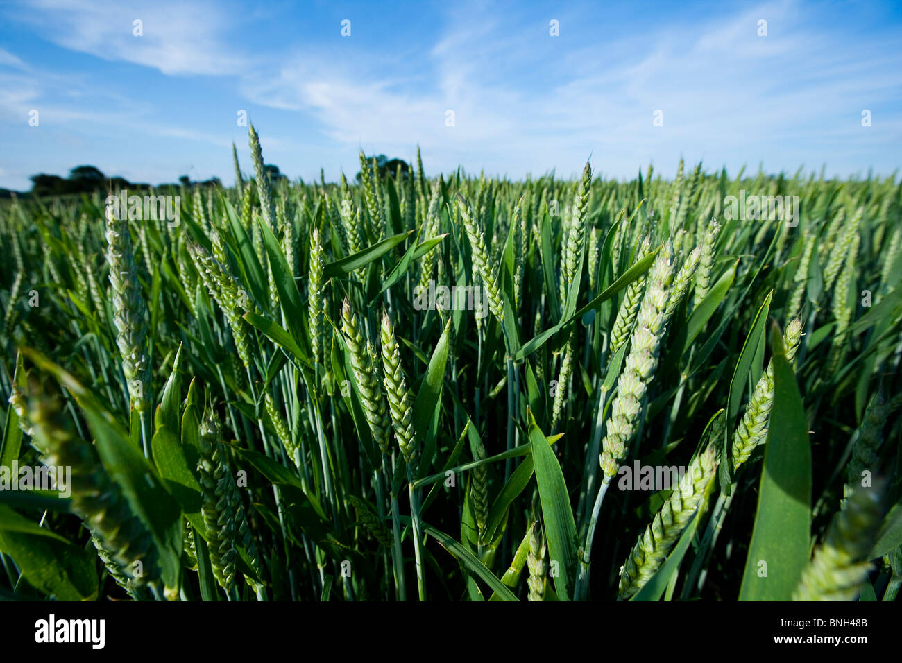 Campi di grano, Kent, Regno Unito Foto Stock