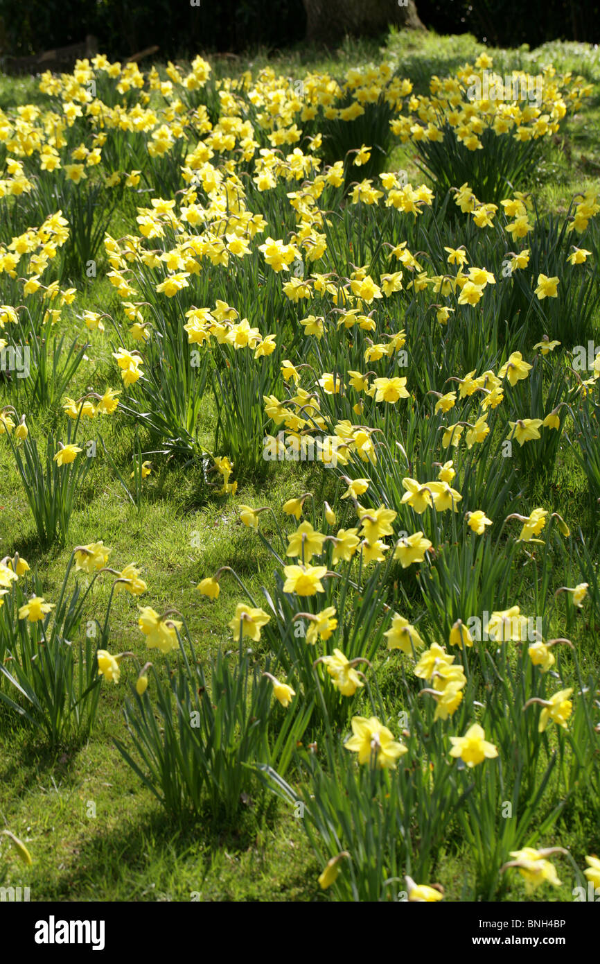 Giunchiglie, Amaryllidaceae Foto Stock