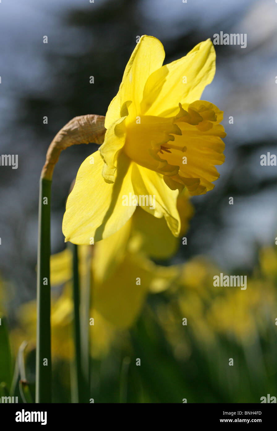 Giunchiglie, Amaryllidaceae Foto Stock