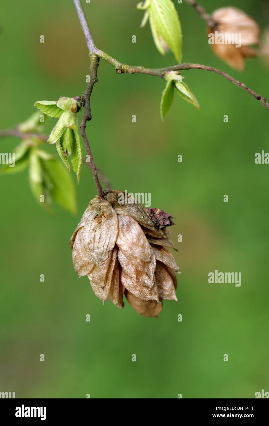 Giapponese, Hop-Hornbeam Ostrya japonica, Betulaceae, Nord Est Asiatico, Cina, Giappone. Corpo fruttifero. Foto Stock