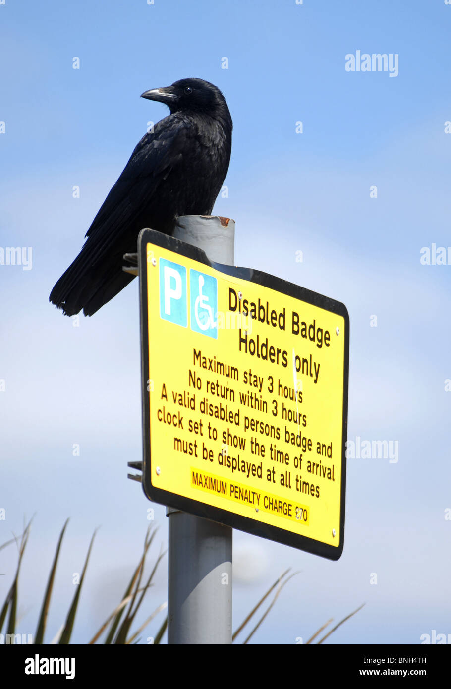 Bird seduti su un badge disabili titolari parcheggio segno, REGNO UNITO Foto Stock