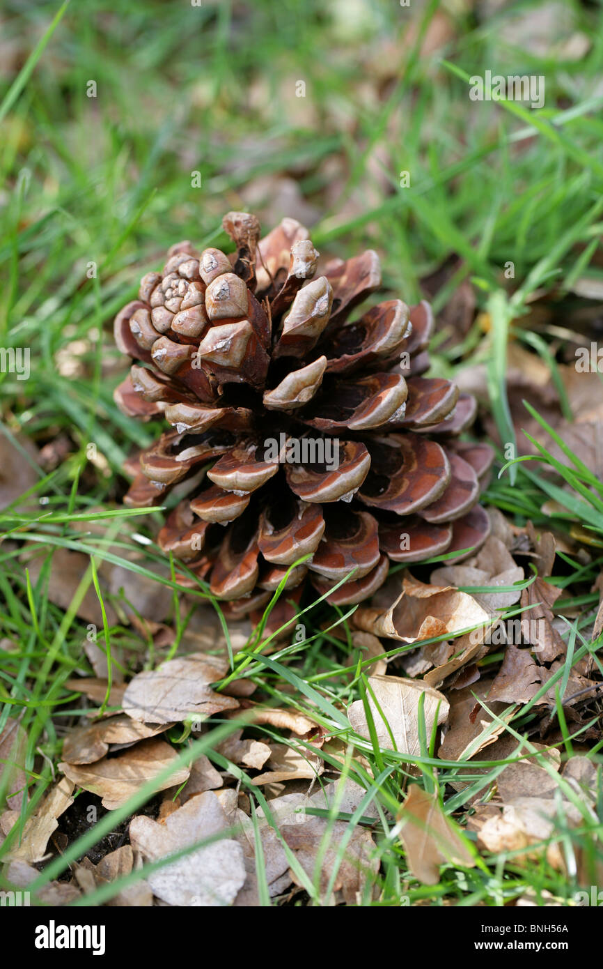 Pino silvestre cono, Pinus sylvestris, Pinaceae. Foto Stock