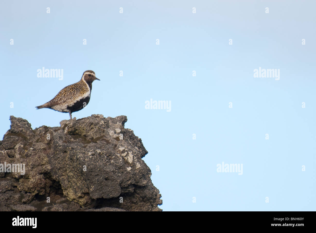 Eurasian Golden Plover Pluvialis apricaria, Vestmannaeyjar, Islanda Foto Stock