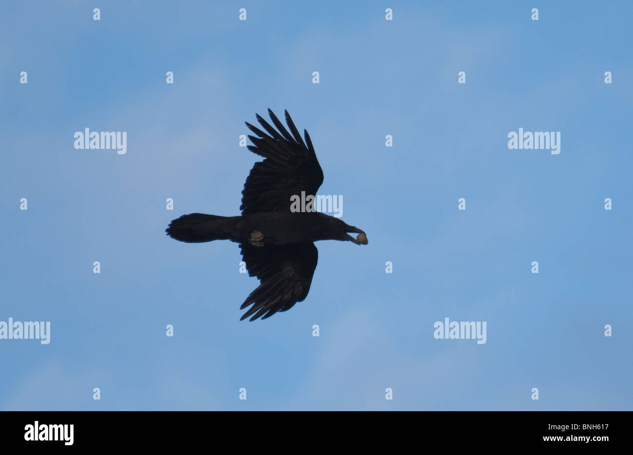 Comune di Corvo Imperiale (Corvus corax), Vestmannaeyjar, Islanda Foto Stock