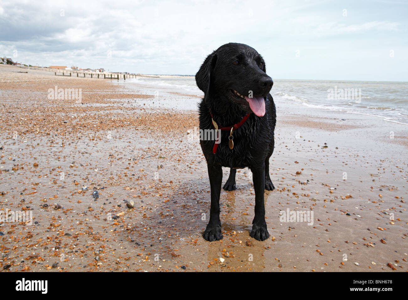 Il Labrador nero sulla spiaggia di Pevensey,Sussex,Inghilterra Foto Stock