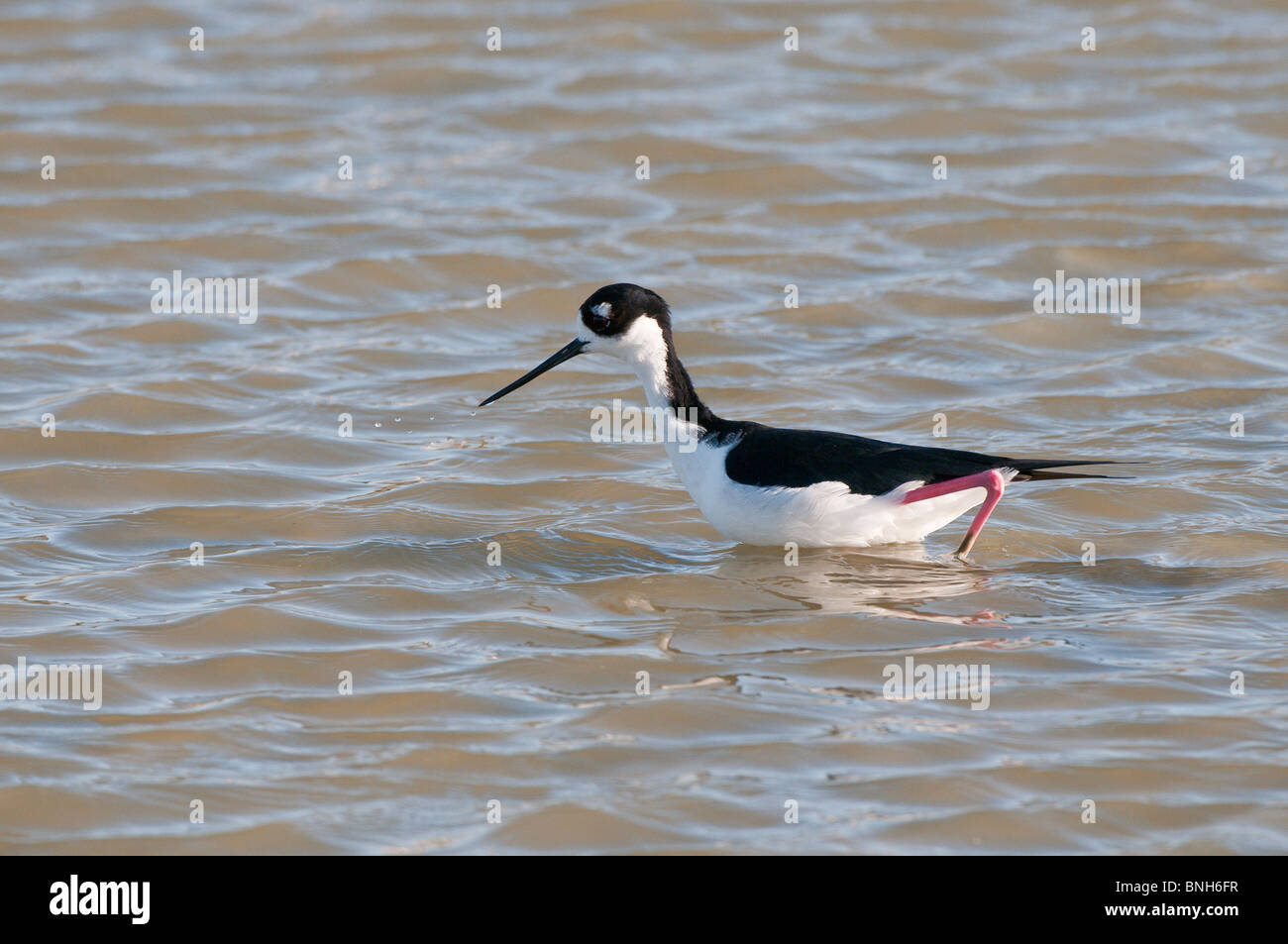 Texas, Port Aransas. Nero-colli (stilt Himantopus mexicanus) Leonabelle Turnbull Birding Center. Foto Stock