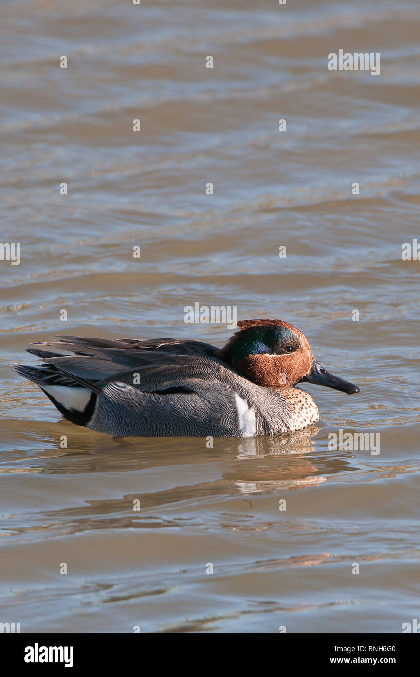 Texas, Port Aransas. Verde-winged teal (Anas carolinensis) Leonabelle Turnbull Birding Center. Foto Stock