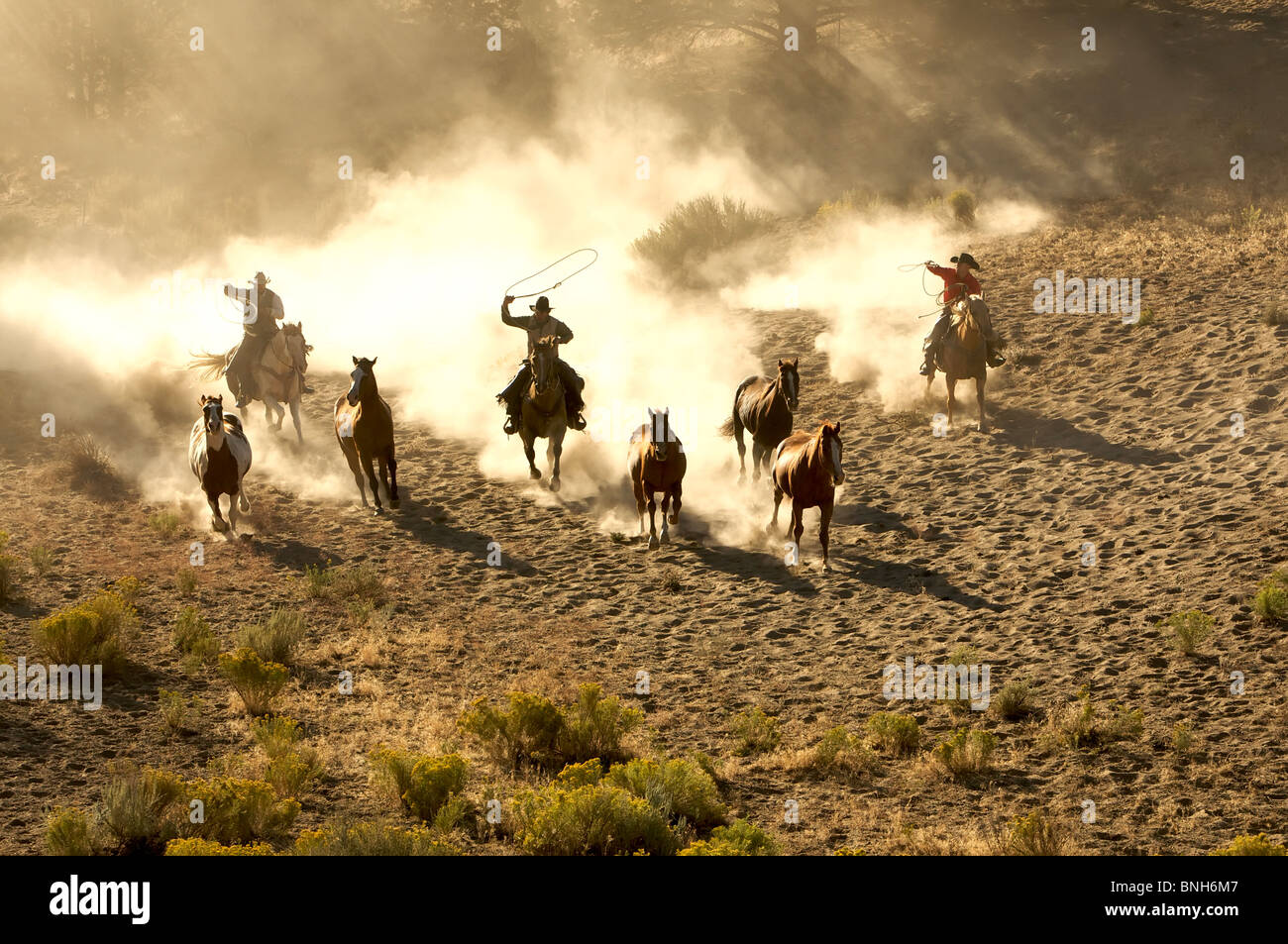 Tre i Cowboys al galoppo su cavalli e di roping attraverso il deserto Foto Stock