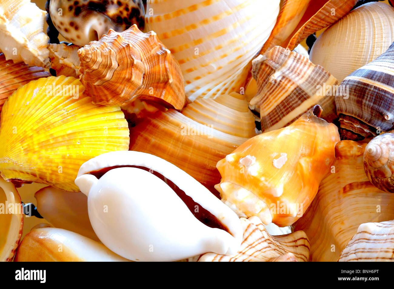 Conchiglia di mare raccolta Foto Stock