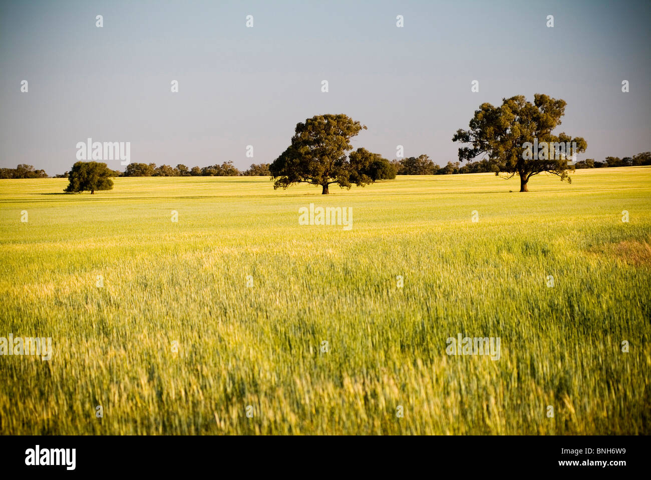 Capi di golden grain stendere in campi al tramonto Foto Stock