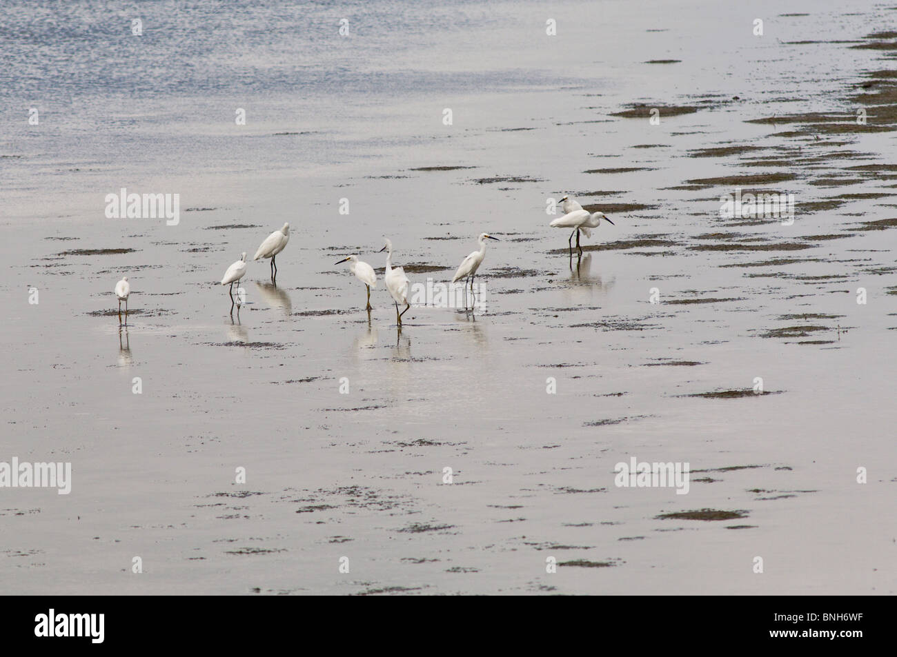 Garzette nel Laguna Atascosa National Wildlife Refuge, Brownsville, Texas. Foto Stock