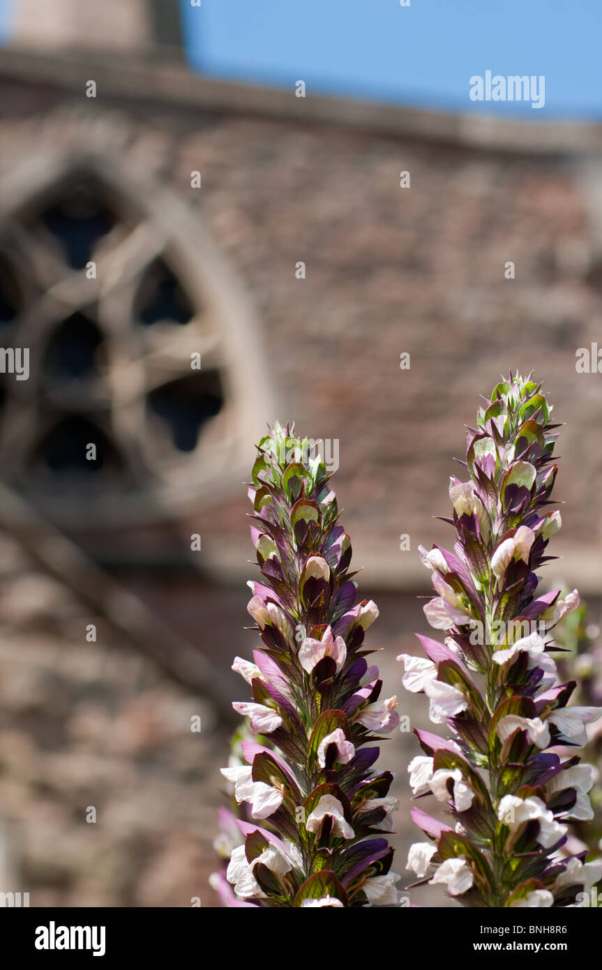 Fiori in Redditch town center con chiesa in background Foto Stock