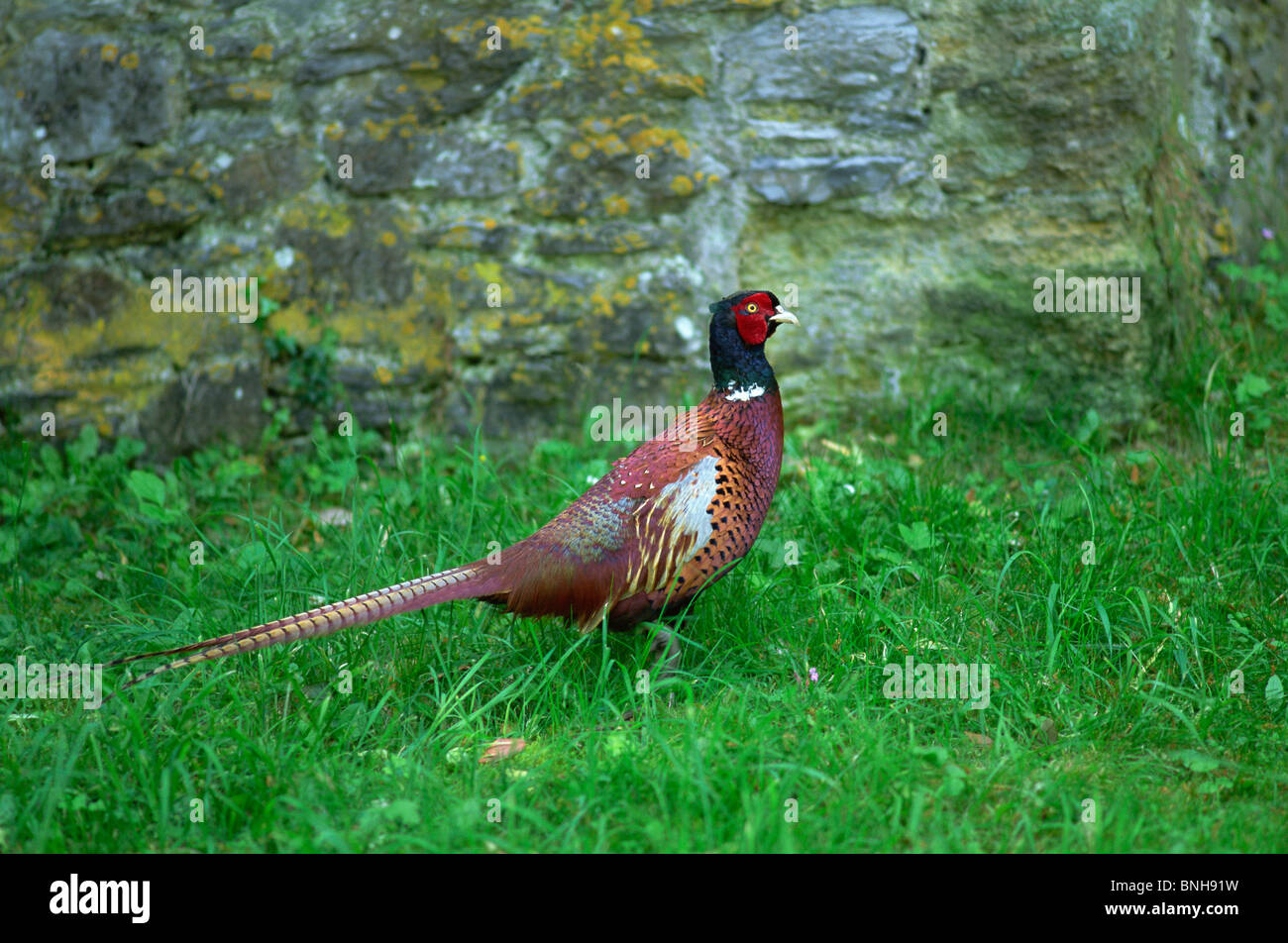 UK Regno Unito Gran Bretagna Inghilterra Fagiano Uccelli selvatici Uccelli Bird paesaggio di campagna Foto Stock