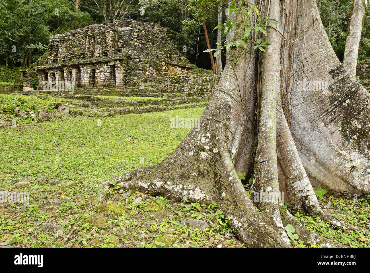 Messico america centrale Maya investimenti layout Yaxchilan Selva Lacandona Lakandonen foresta legno Chiapas old America archeologia Foto Stock