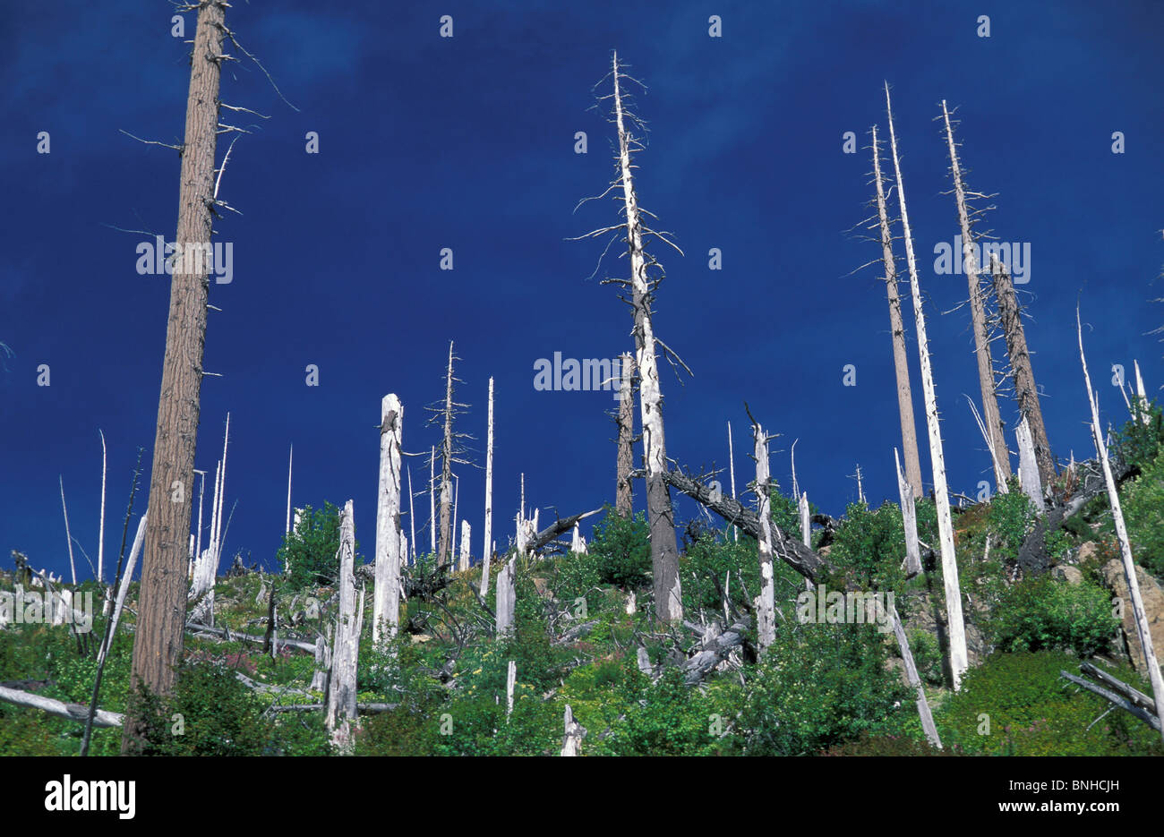 Stati Uniti Washington Monte Sant Helens vulcanica monumento nazionale dello Stato di Washington disastro vulcano alberi bruciati Natura della foresta Foto Stock