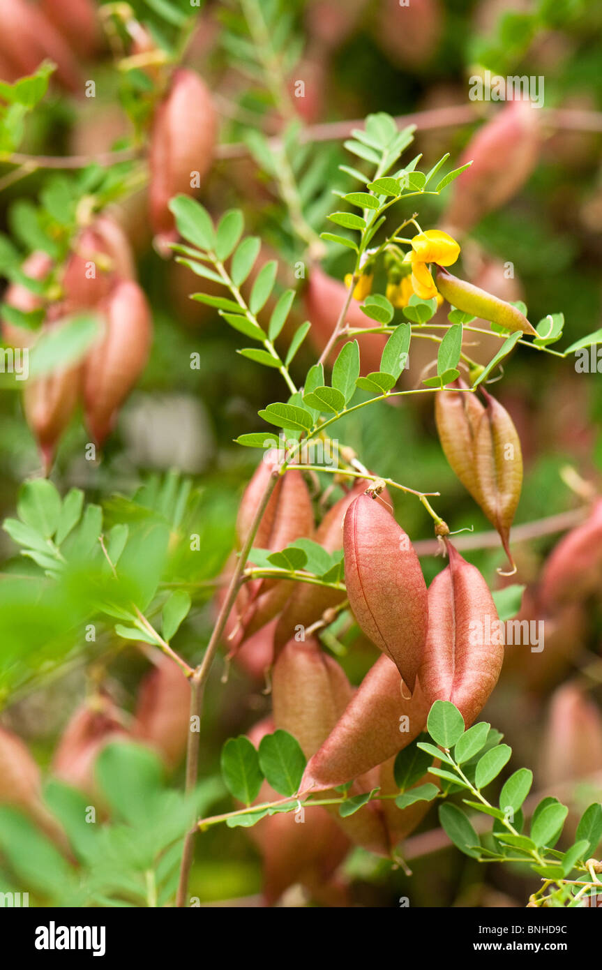 Colutea arborescens, Vescica Senna, a Chelsea Physic Garden, Londra Foto Stock