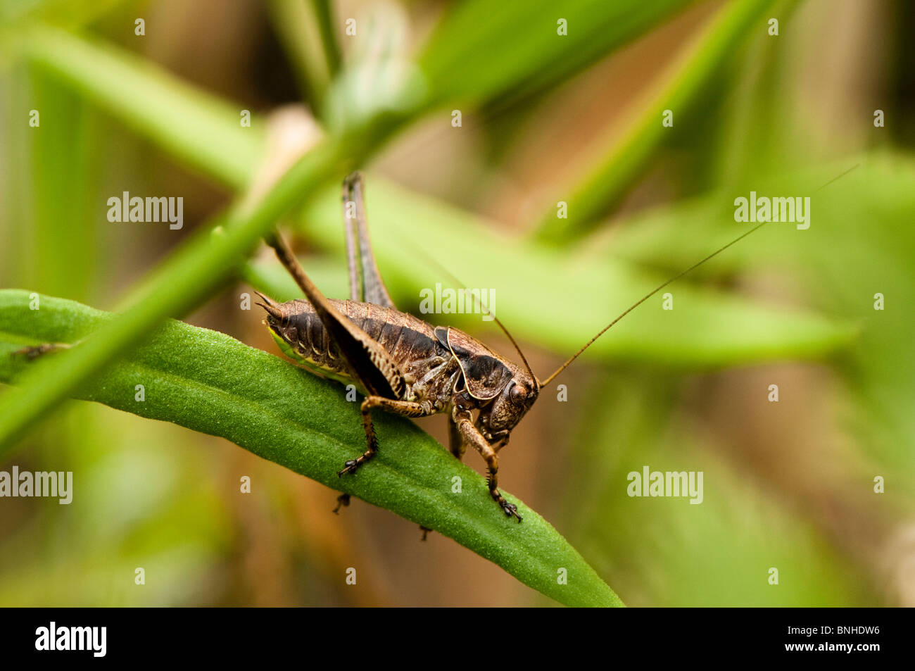 Dark Bush Cricket, Pholidoptera griseoaptera, NEL REGNO UNITO Foto Stock