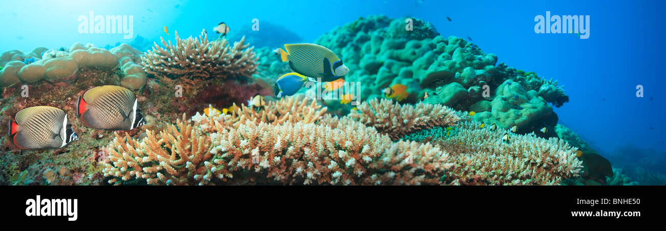 Panorama subacqueo con coralli e pesci. Mare delle Andamane. Uniti da 5 immagini Foto Stock