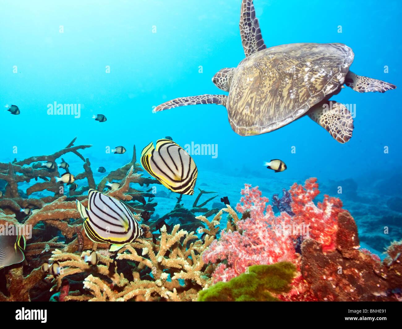Paesaggio sottomarino con coppia di Butterflyfishes e tartaruga Foto Stock