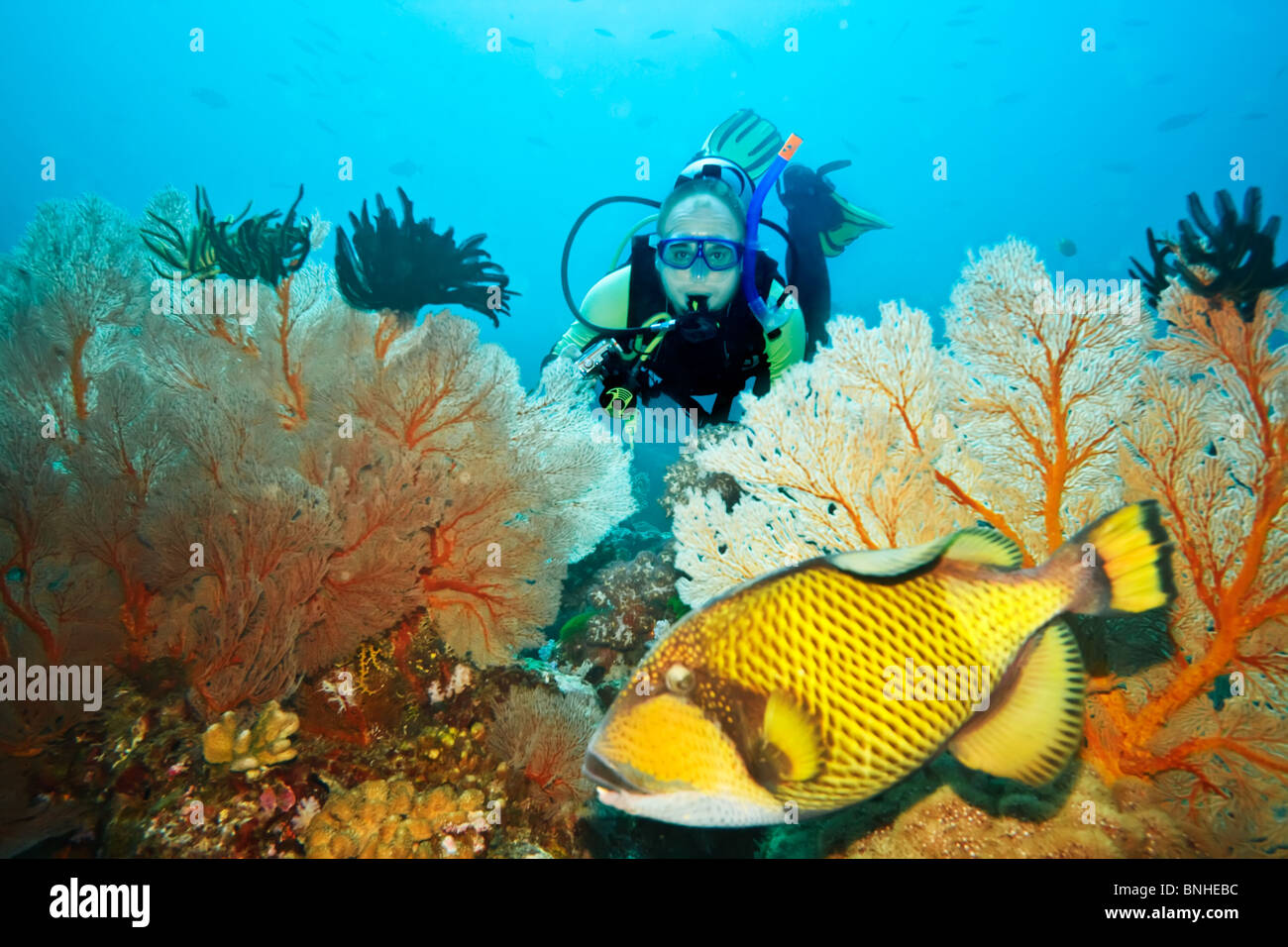 Paesaggio sottomarino con pesci balestra, subacqueo gorgonie e coralli Foto Stock