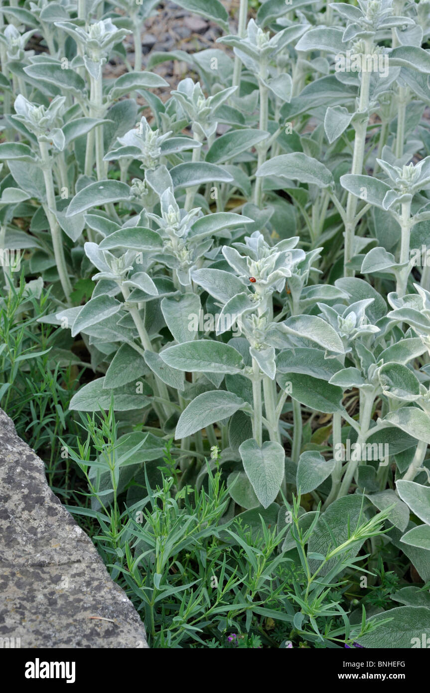 Agnello le orecchie (stachys byzantina) Foto Stock