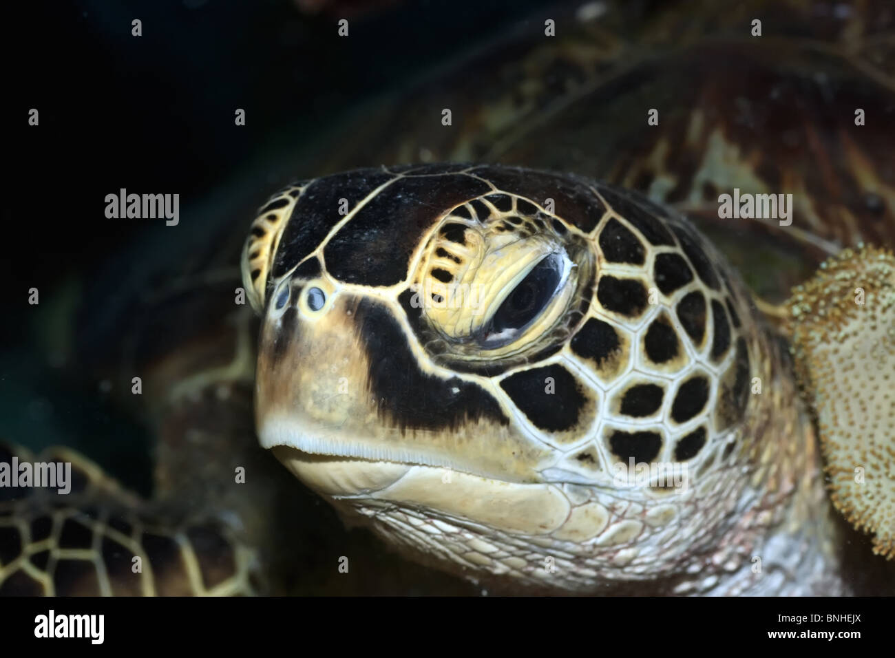 Turtle close-up sott'acqua. Sipadan Island. Celebes mare Foto Stock