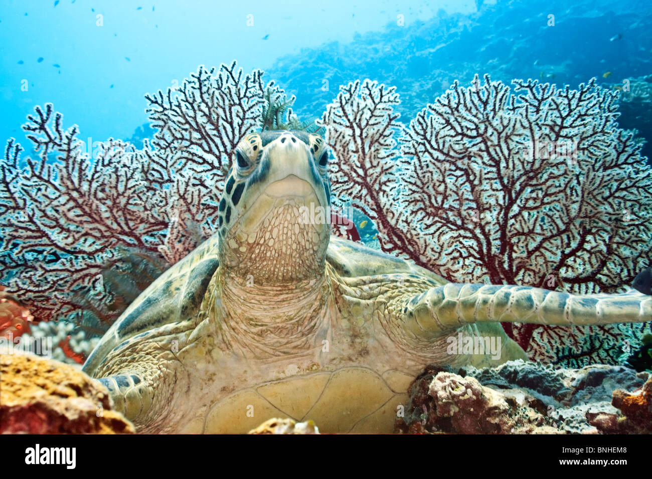 Tartaruga Verde. Il mondo sottomarino di isola di Borneo. Foto Stock