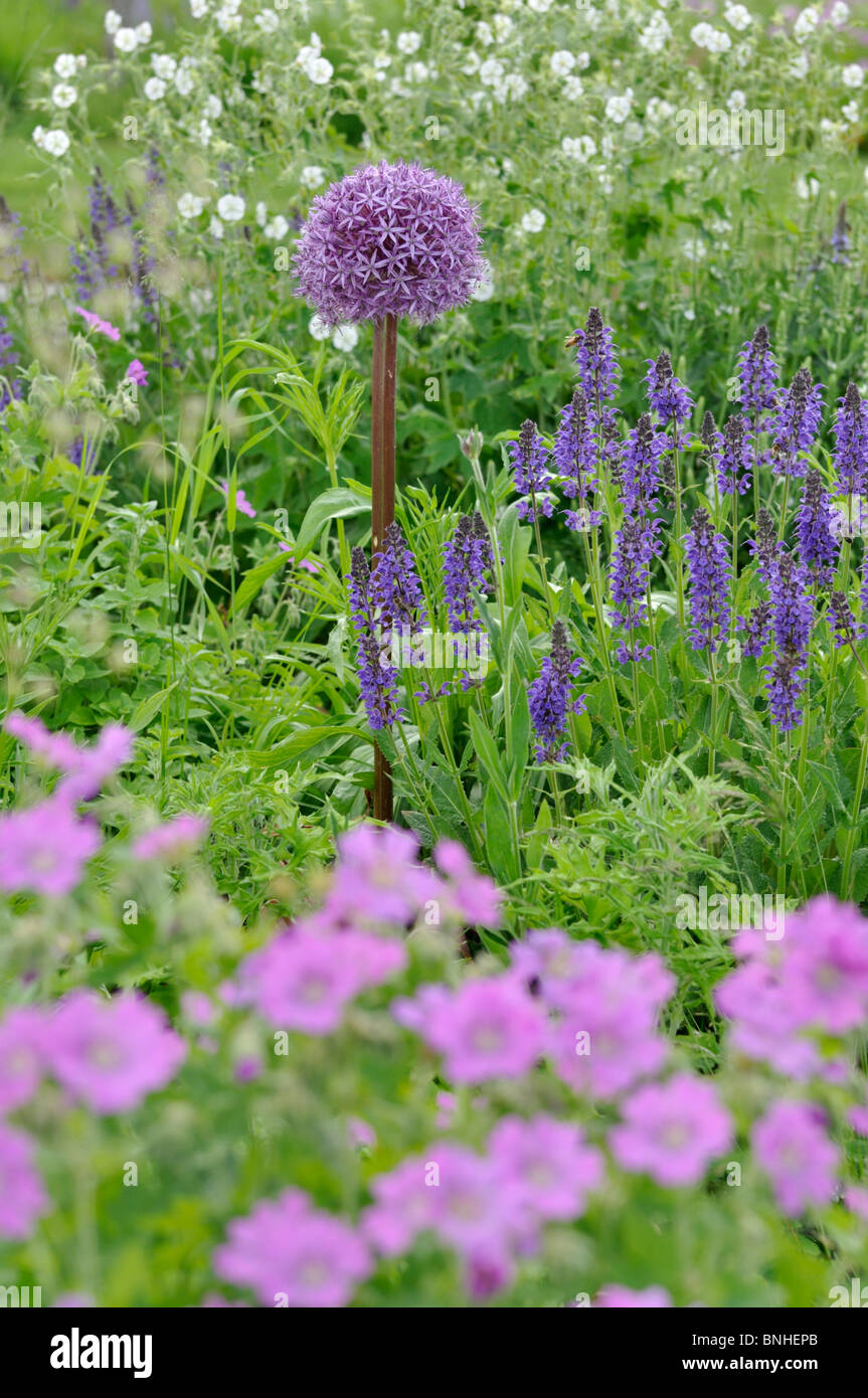 Cipolla ornamentali (allium), SALVIA (salvia) e cranesbill (geranio) Foto Stock