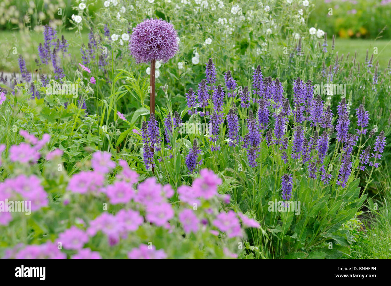 Cipolla ornamentali (allium), SALVIA (salvia) e cranesbill (geranio) Foto Stock