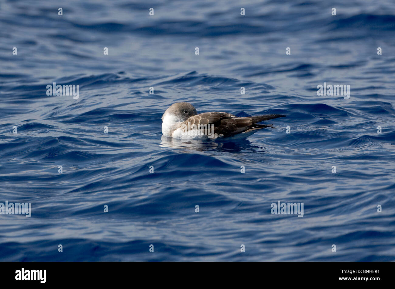 Corys Shearwater calonectris Diomeda in volo in mare sulle onde Foto Stock