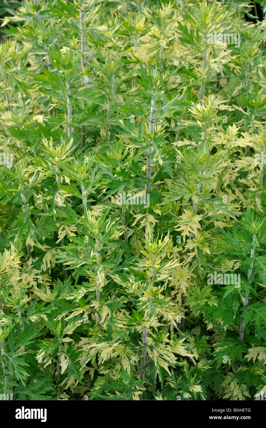 Artemisia comune (Artemisia vulgaris "oriental limelight') Foto Stock