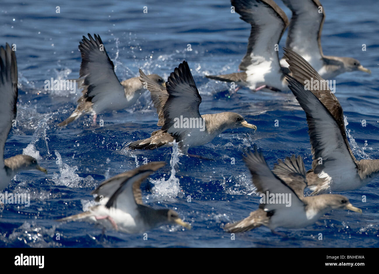 Corys Shearwater calonectris Diomeda in volo in mare sulle onde Foto Stock