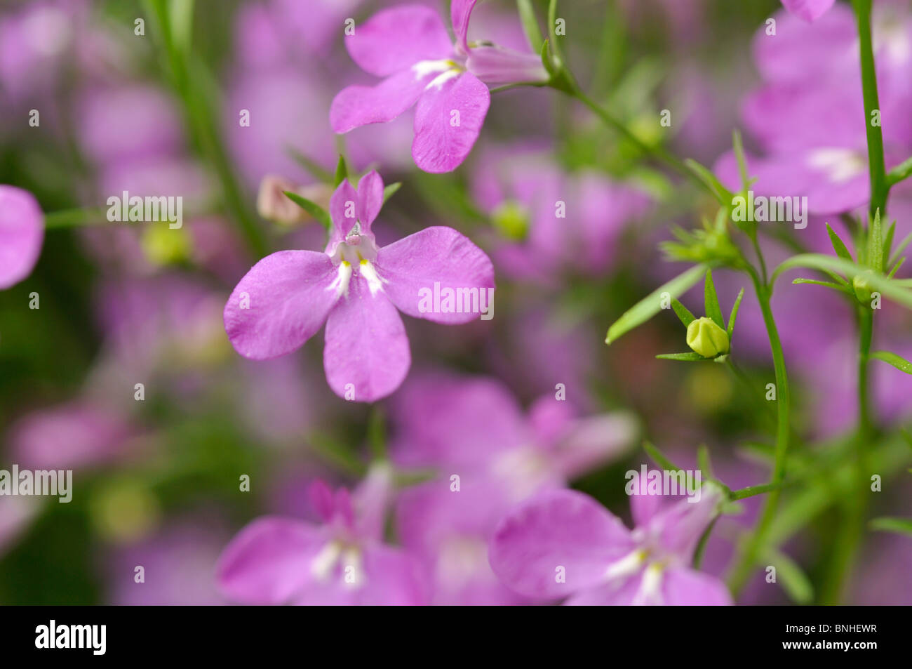 La bordatura di lobelia (lobelia erinus 'laguna lilla celeste") Foto Stock