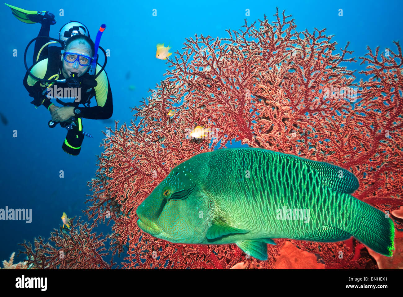 Paesaggio sottomarino con scuba diver, gorgonie e coralli Napoleone Foto Stock