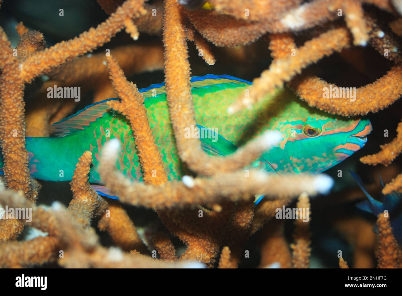 Pesci pappagallo è dormire dentro di coralli duri Foto Stock