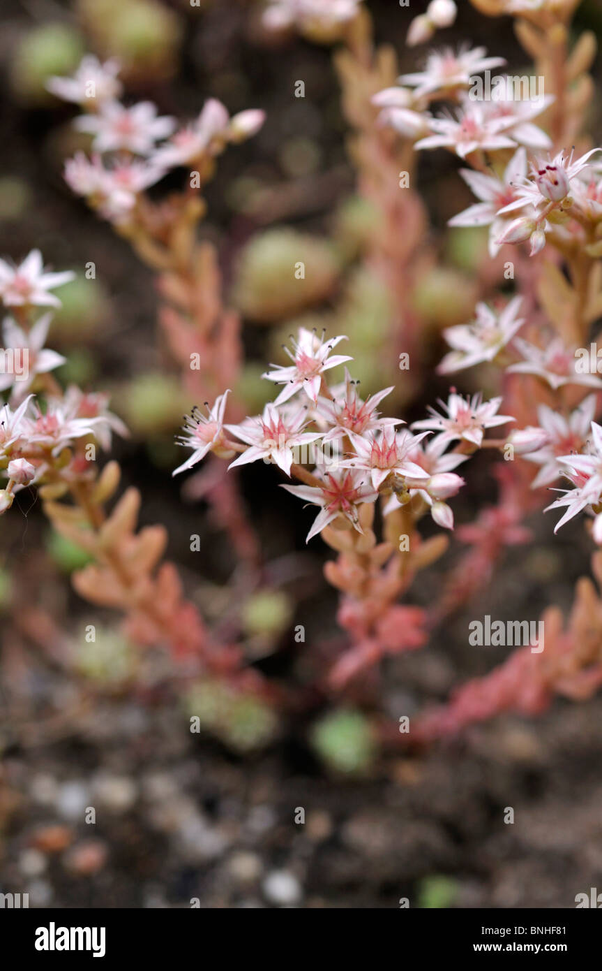 Mossy stonecrop (sedum lydium) Foto Stock