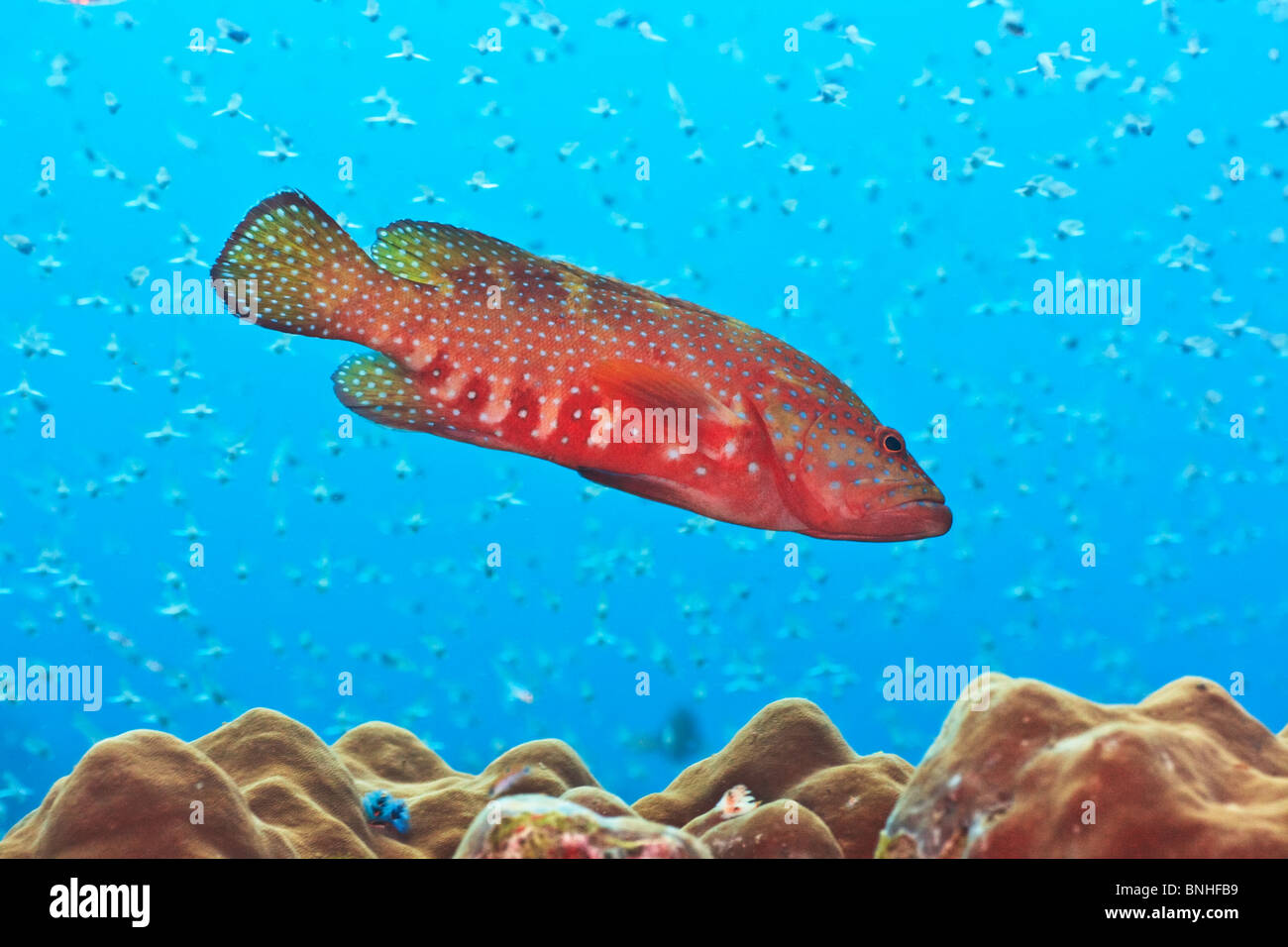 Grandi cernie subacquei con un sacco di piccoli pesci Foto Stock
