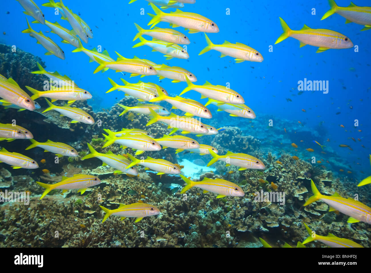 Scuola di tonno albacora goatfish (Mulloidichthys vanicolensis) sott'acqua. Mare delle Andamane Foto Stock