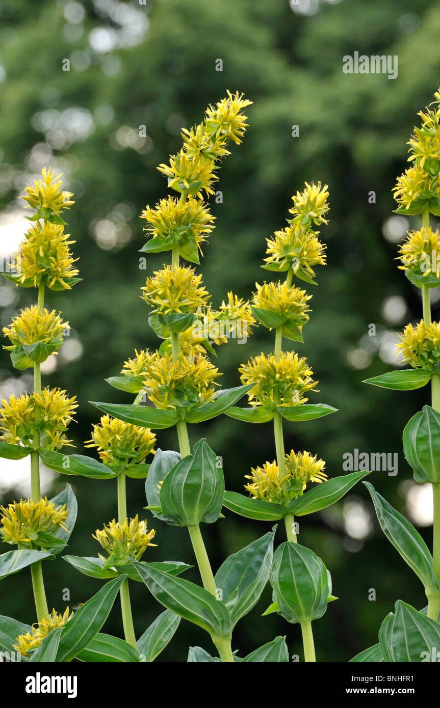 Grande giallo (genziana lutea gentiana) Foto Stock