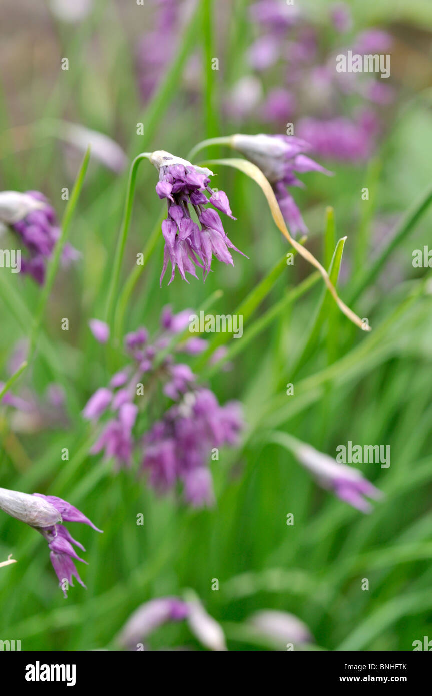 Cipolla ornamentali (Allium cyathophorum var. farreri) Foto Stock
