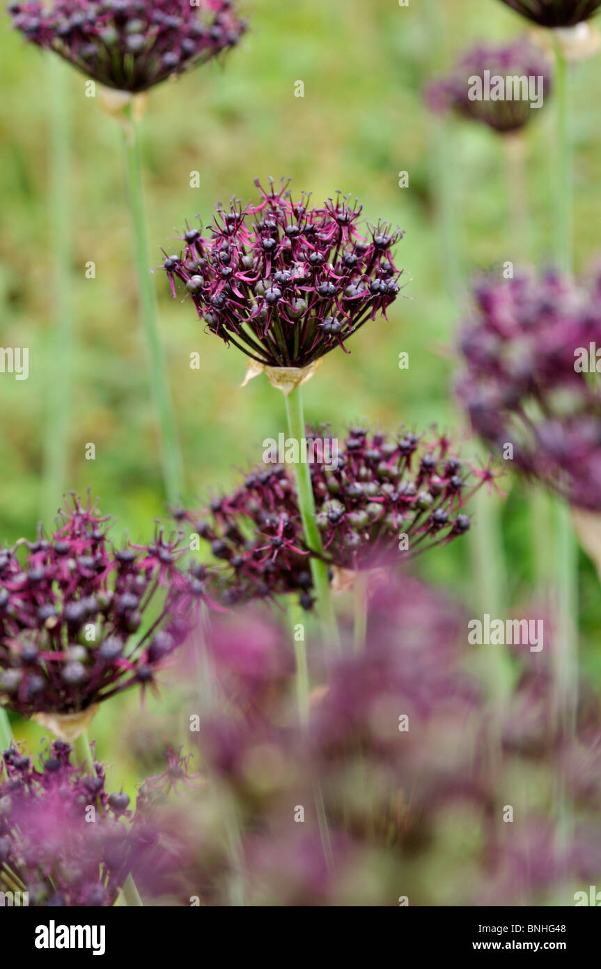 Viola a fiore cipolla (Allium atropurpureum) Foto Stock