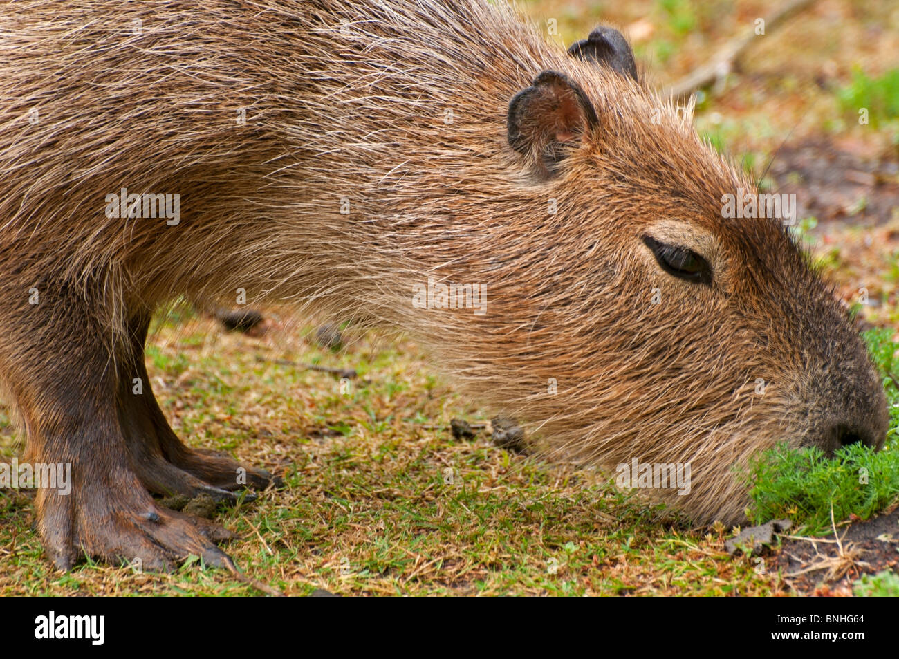 Una chiusura di un capibara pascolo Foto Stock
