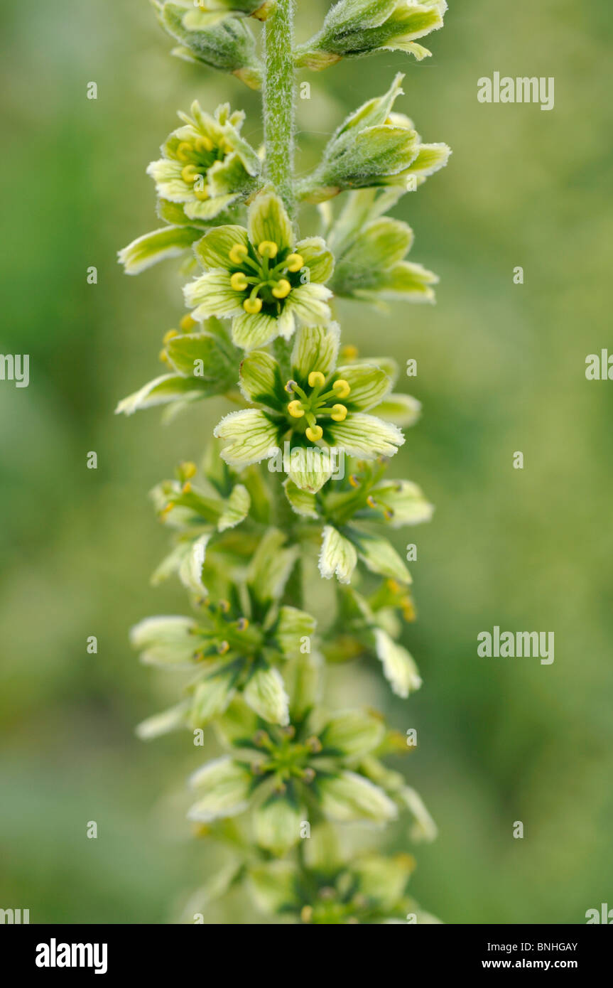 Veratrum bianco (Veratrum album) Foto Stock